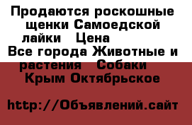 Продаются роскошные щенки Самоедской лайки › Цена ­ 40 000 - Все города Животные и растения » Собаки   . Крым,Октябрьское